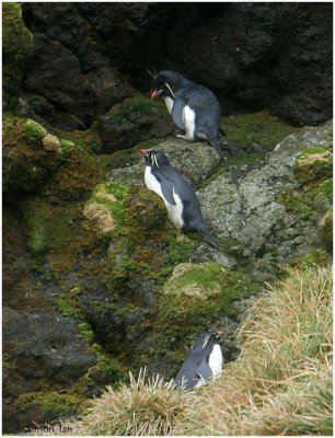 124_234-Rockhopper-Penguins.jpg