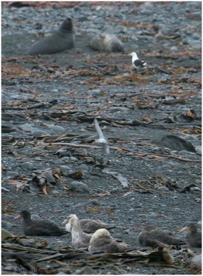 124_236-Antarctic-Prion.jpg