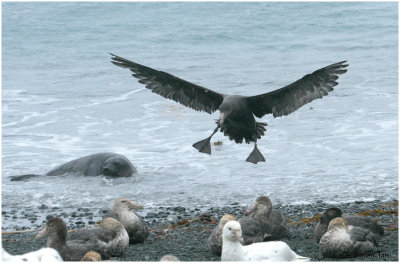 124_240-Norther-Giant-Petrel.jpg