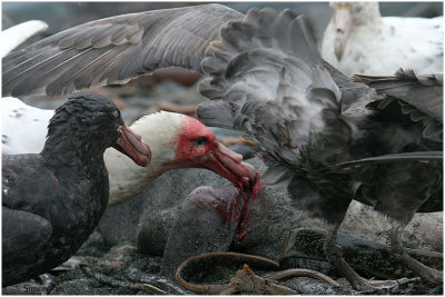 124_244-Southern-Giant-Petrels.jpg