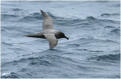BDU06_3202-Light-mantled-Sooty-Albatross.jpg