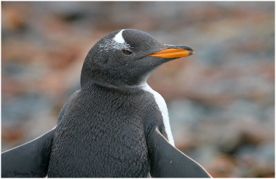 BDU06_3208-Gentoo-Penguin.jpg