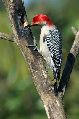 7020834-Red-bellied-Woodpecker.jpg
