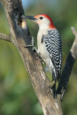 7020832-Red-bellied-Woodpecker.jpg