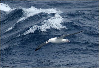 BDU06_3220-Southern-Royal-Albatross.jpg