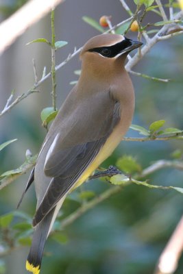 70311_354_Cedar-waxwing.jpg