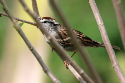70311_404_Chipping-Sparrow.jpg