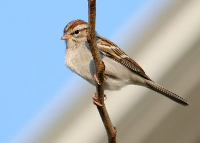 70311_436_Chipping-Sparrow.jpg