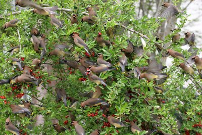 70326_506_Waxwings.jpg