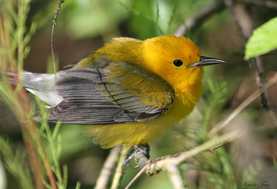 1122 - Prothonotary Warbler
