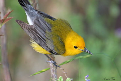 PROW07-14-Prothonotary-Warbler.jpg