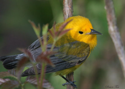 PROW07-16-Prothonotary-Warbler.jpg