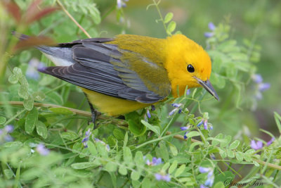 PROW07-18-Prothonotary-Warbler.jpg