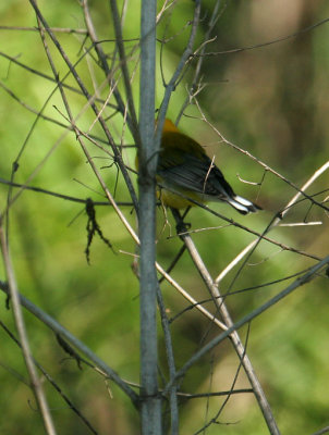 PROW07-20-Prothonotary-Warbler.jpg
