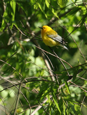 PROW07-22-Prothonotary-Warbler.jpg