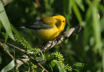 PROW07-24-Prothonotary-Warbler.jpg