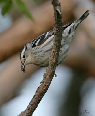 1121 - Black-and-white Warbler