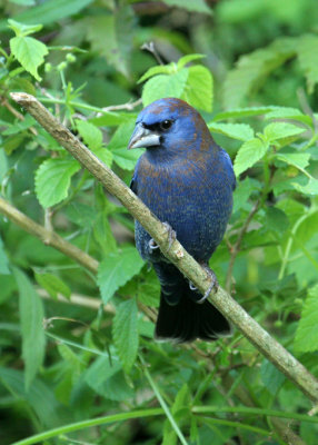 BLGR07-15-Blue-Grosbeak.jpg