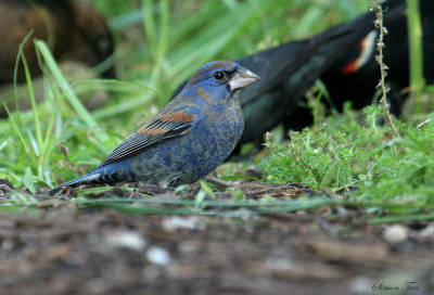 BLGR07-17-Blue-Grosbeak.jpg