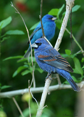 BLGR07-23-Blue-Grosbeak.jpg