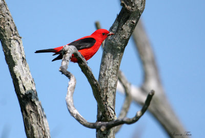 SCTA07-12-Scarlet-Tanager.jpg