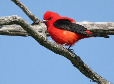 SCTA07-14-Scarlet-Tanager.jpg