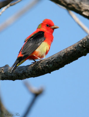 SCTA07-16-Scarlet-Tanager.jpg