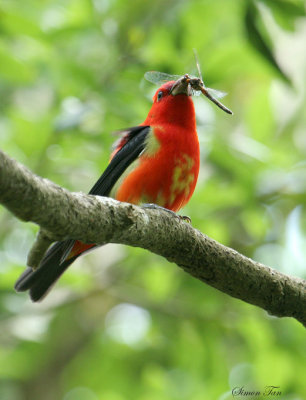 1154 - Scarlet Tanager