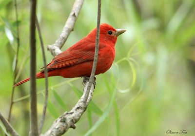 SUTA07-16-Summer-Tanager.jpg