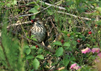 BRTH07-16-Brown-Thrasher.jpg