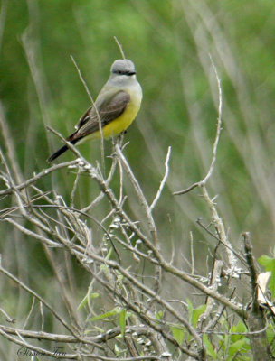 WEKI0714-Western-Kingbird.jpg