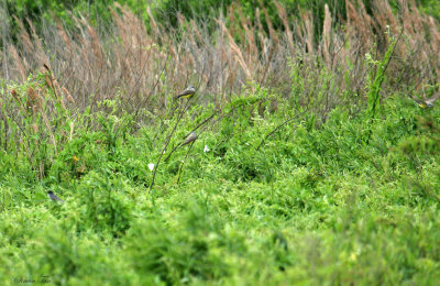 WEKI0716-Western-Kingbird.jpg