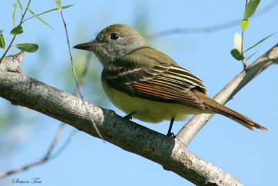 1176 - Great Crested Flycatcher
