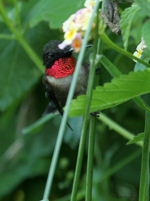 RTHU07-12-Ruby-throated-Hummingbird.jpg
