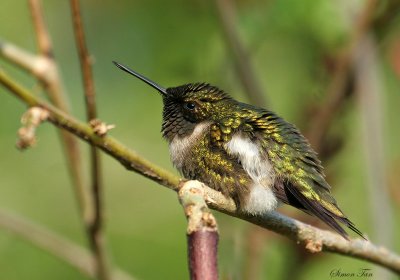 RTHU07-18-Ruby-throated-Hummingbird.jpg