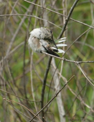 RTHU07-20-Ruby-throated-Hummingbird.jpg