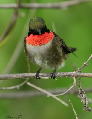 RTHU07-28-Ruby-throated-Hummingbird.jpg