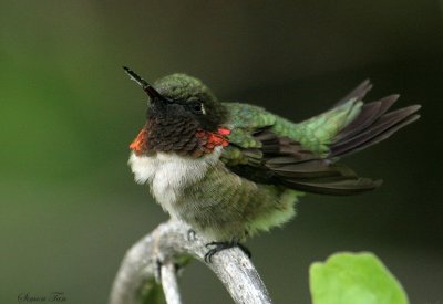 RTHU07-30-Ruby-throated-Hummingbird.jpg