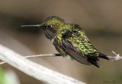 RTHU07-32-Ruby-throated-Hummingbird.jpg