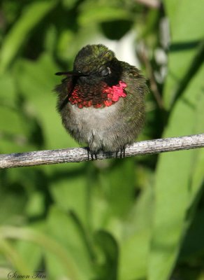 RTHU07-34-Ruby-throated-Hummingbird.jpg