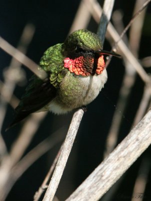 RTHU07-36-Ruby-throated-Hummingbird.jpg