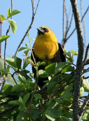 YHBL07-12-Yellow-headed-Blackbird.jpg