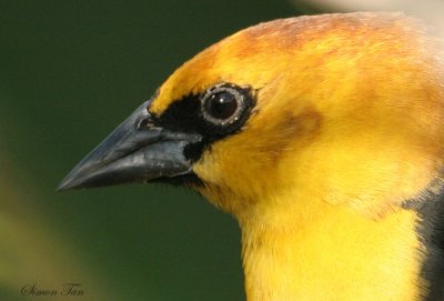 1250 - Yellow-headed Blackbird