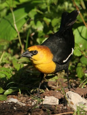 YHBL07-22-Yellow-headed-Blackbird.jpg