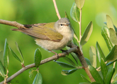 TEWA07-26-Tennessee-Warbler.jpg