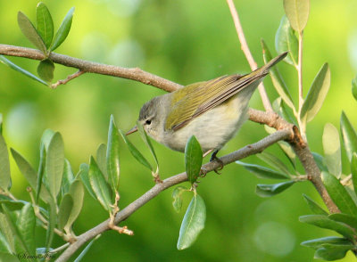 TEWA07-30-Tennessee-Warbler.jpg