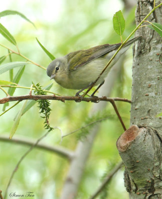 TEWA07-34-Tennessee-Warbler.jpg