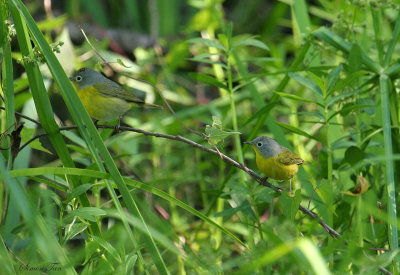 NAWA07-14-Nashville-Warbler.jpg