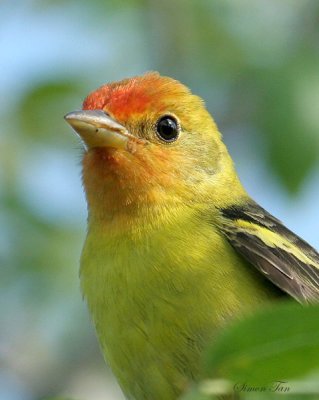 1153 - Western Tanager