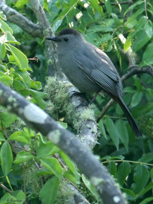 GRCA07-18-Gray-Catbird.jpg